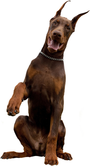 Doberman